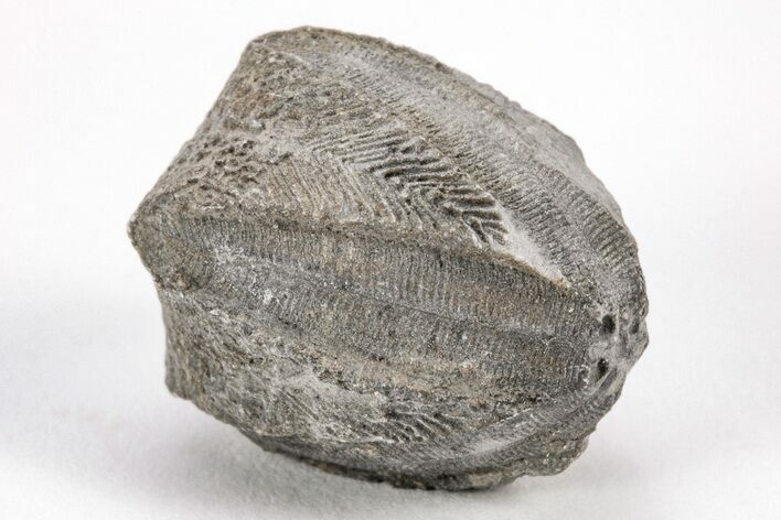 Blastoid (Pentremites) Fossil - Oklahoma #205144